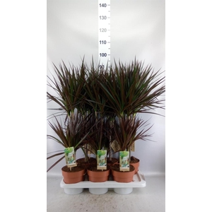Dracaena marg. 'Magenta'