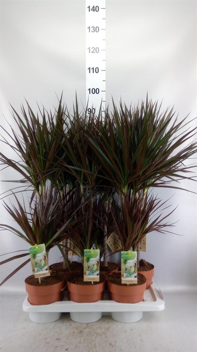 <h4>Dracaena marg. 'Magenta'</h4>