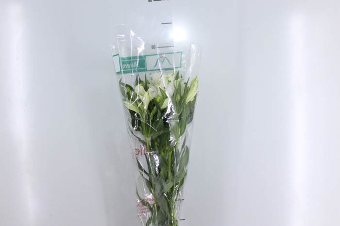 ALSTROEMERIA AKEMI 080 CM