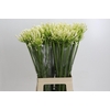 Agapanthus EYFORI White