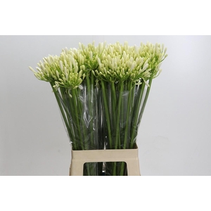 Agapanthus EYFORI White