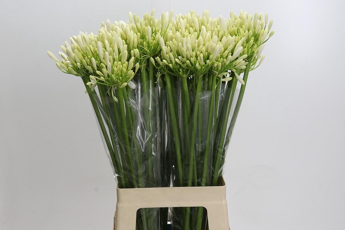 <h4>Agapanthus Eyfori White</h4>