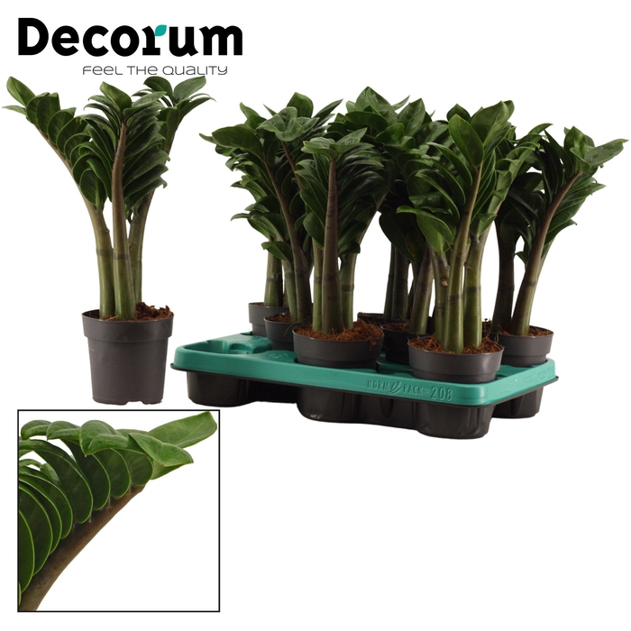 <h4>Zamioculcas Zenzi V-Leaf 11 cm Decorum, 3 veren</h4>