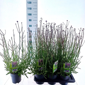 Verbena bonariensis