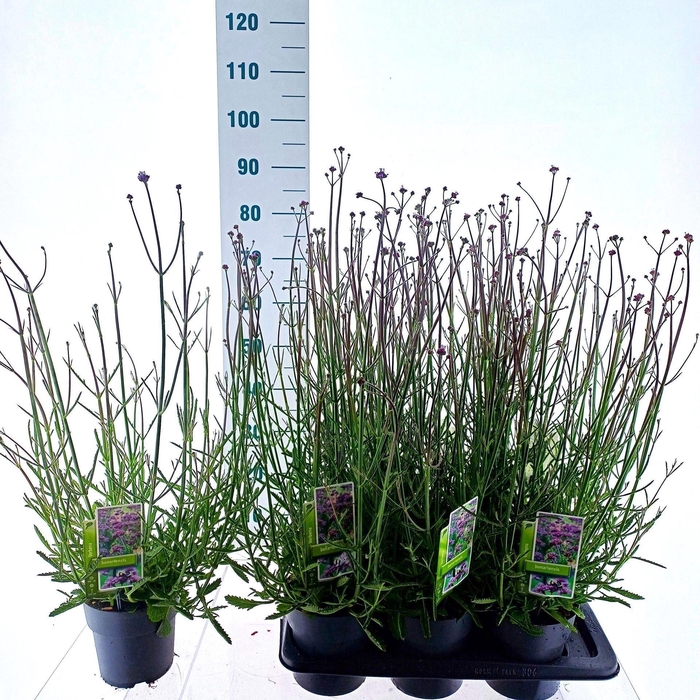 <h4>Verbena bonariensis</h4>