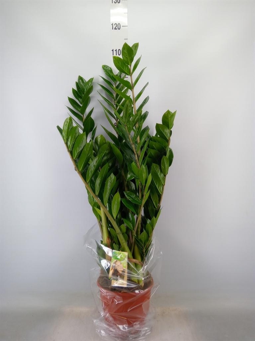 <h4>Zamioculcas zamiifolia</h4>