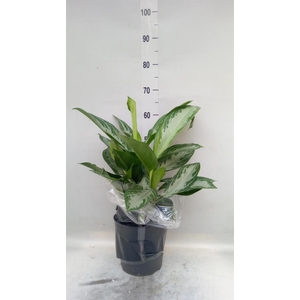 Aglaonema GB 'Silver Bay'