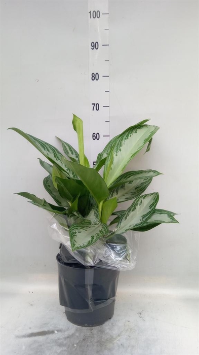<h4>Aglaonema GB 'Silver Bay'</h4>