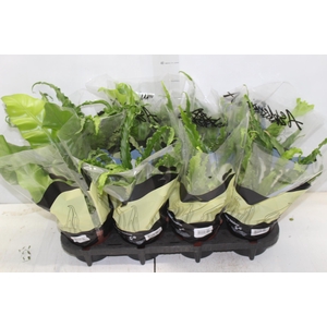 ASPLENIUM VARIADO P14