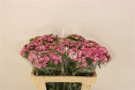 <h4>Di Barb Earl Bre</h4>