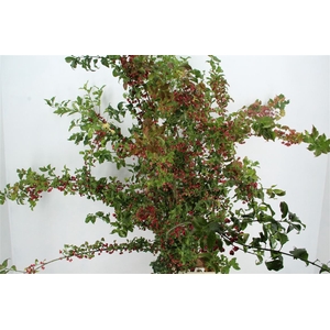 Euonymus Kardinaalsmuts 170/190cm
