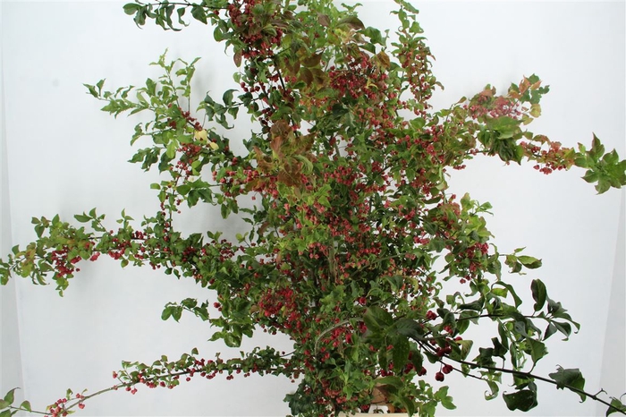 <h4>Euonymus Kardinaalsmuts 170/190cm</h4>