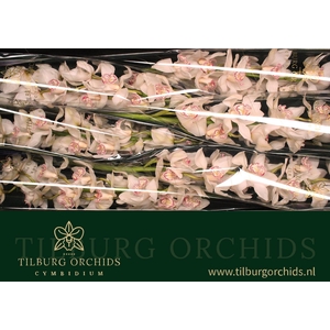 CYMB T MRS SUGAR LEE