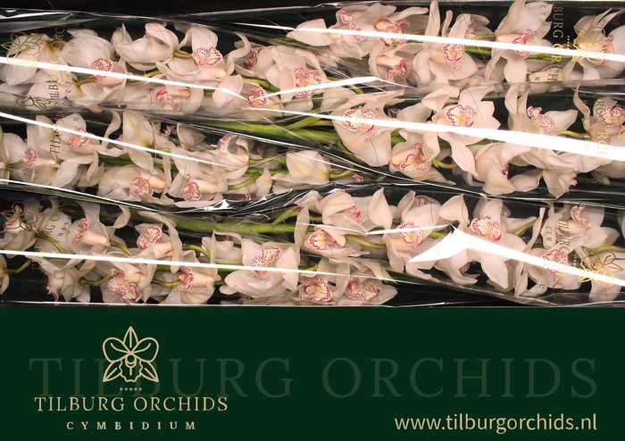 <h4>CYMB T MRS SUGAR LEE</h4>