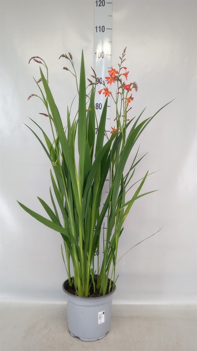 <h4>Crocosmia  'Carmine Brilliant'</h4>