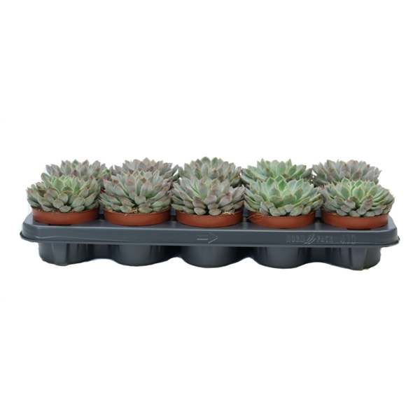 <h4>Echeveria pink edge 10,5 cm</h4>