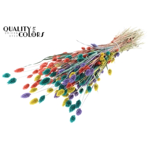 Phalaris per bunch Colourful 5