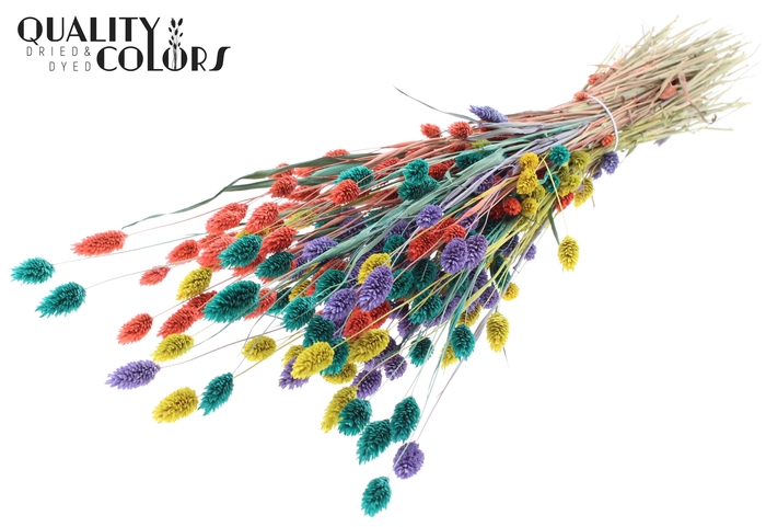 <h4>Phalaris per bunch Colourful 5</h4>