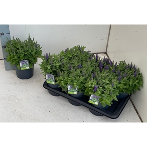SALVIA NE OV