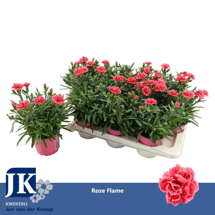 <h4>Dianthus Oscar White And Red</h4>