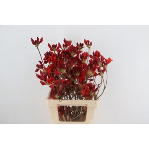 RHODO. NEW RED 065CM