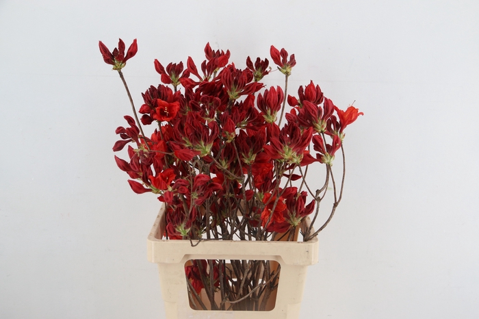 <h4>RHODO. NEW RED 065CM</h4>