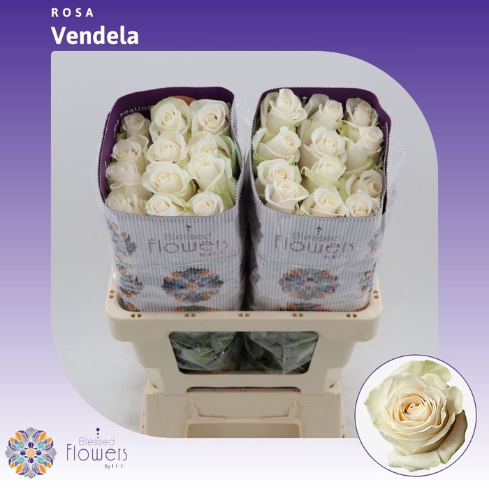 <h4>Rosa Gr Vendela</h4>