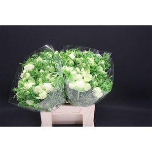 Anem Levante White X100