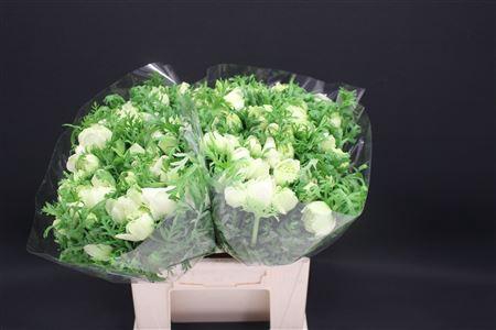 <h4>Anem Levante White X100</h4>