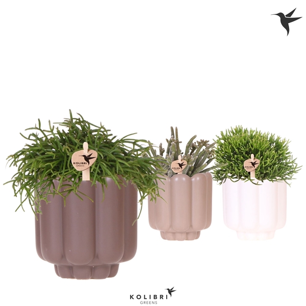 <h4>Kolibri Greens Rhipsalis mix in Retro pot sand mix</h4>