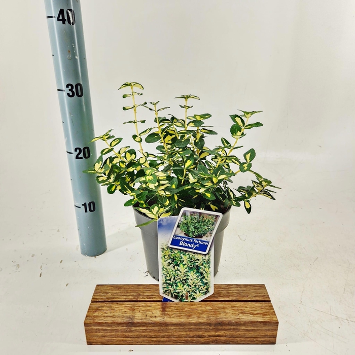 <h4>Euonymus fort. 'Blondy'®</h4>