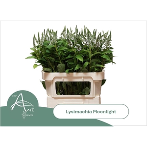 LYSIM MOONLIGHT