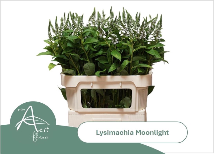 <h4>LYSIM MOONLIGHT</h4>