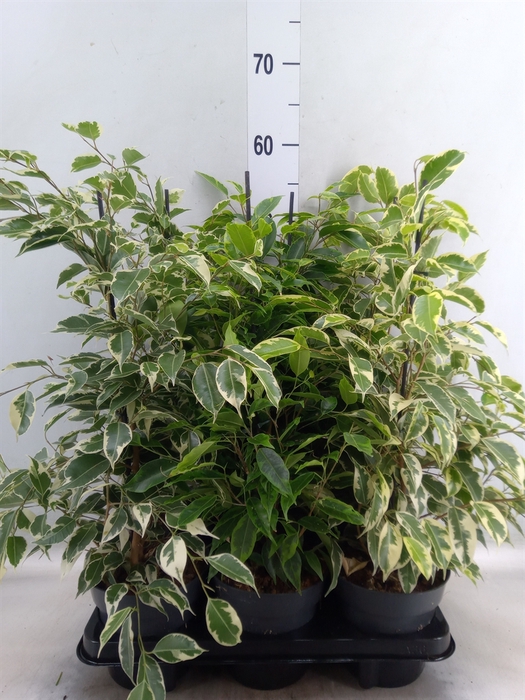 <h4>Ficus benja.   ...mix</h4>