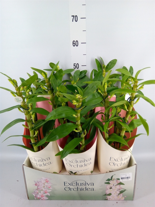 <h4>Dendrobium nob. 'StarCla Akatsuki'</h4>