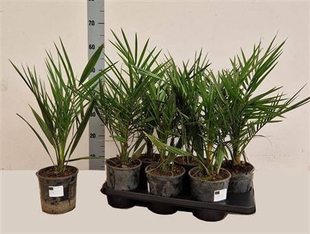 <h4>Phoenix Canariensis</h4>