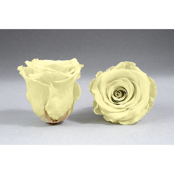 <h4>PRESERVED ROSES L YEL-01</h4>