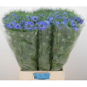 NIGE D DEEP SEA BLUE