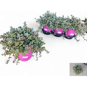 LAMPRANTHUS ROSEUS