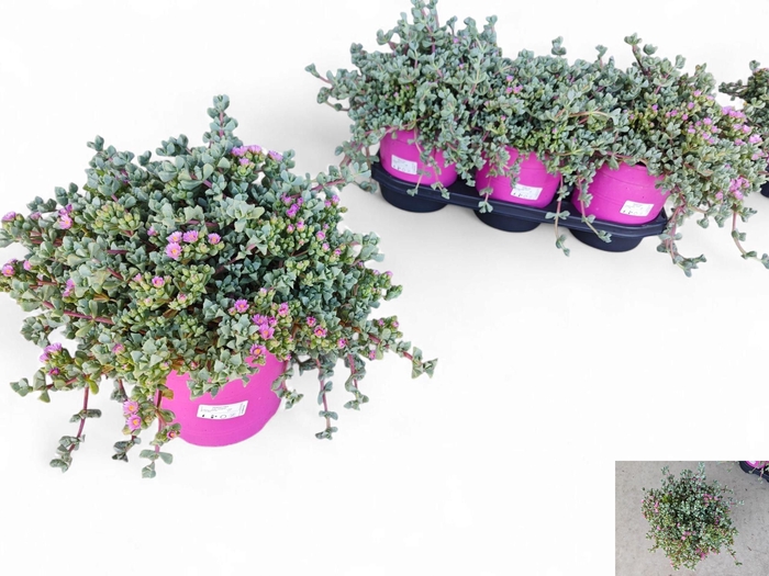 <h4>LAMPRANTHUS ROSEUS</h4>