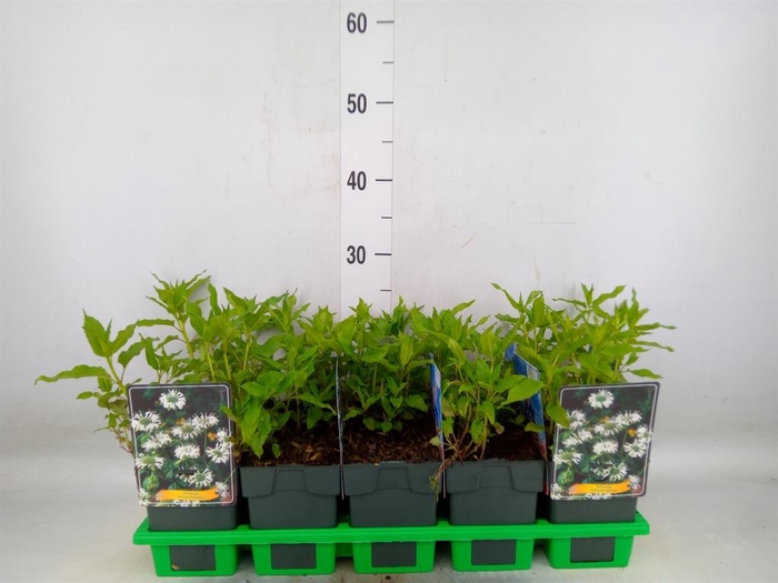 <h4>Monarda didyma</h4>