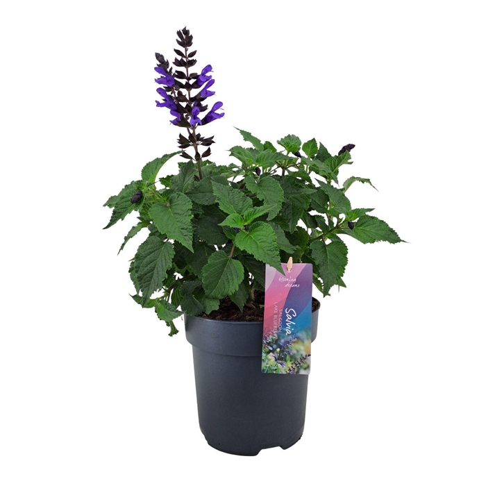 Salvia Salgoon Lake Blueberry