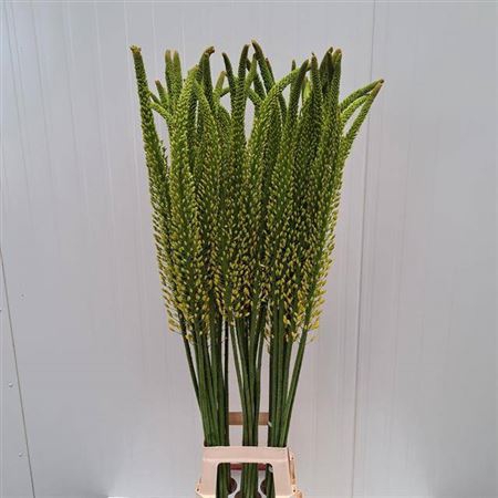 <h4>Eremurus Tap Dance</h4>