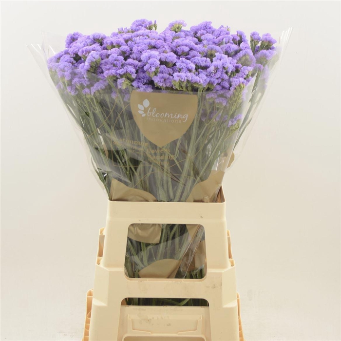 <h4>Statice Happy Wings</h4>