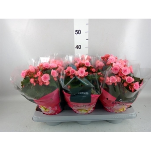 Begonia elat. HL 'Adonia Pink'