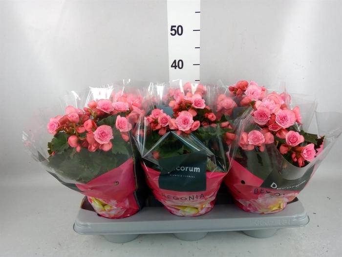 <h4>Begonia elat. HL 'Adonia Pink'</h4>