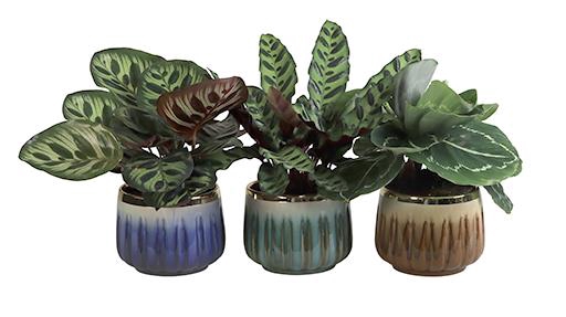 CALATHEA MIX P10.5 L 65847