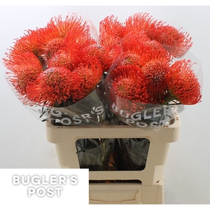 Leucospermum Cordifolium 'succession'