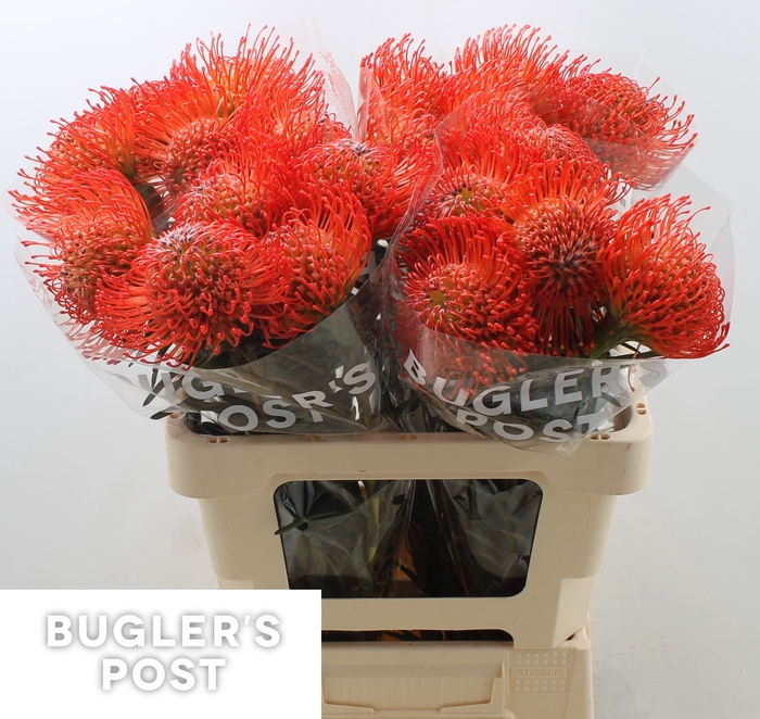 Leucospermum Cordifolium 'succession'