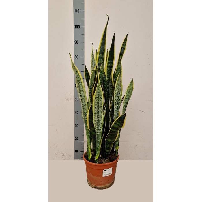 <h4>Sansevieria trifasciata Laurentii 23Ø 95cm</h4>